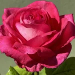 Nathiera Kimber Hybrid Tea Rose 5lt