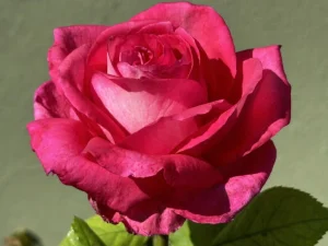 Nathiera-Kimber-KORgramopaf-P.webp Nathiera Kimber Hybrid Tea Rose 5lt