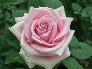 Nautica Hybrid Tea Rose 5lt