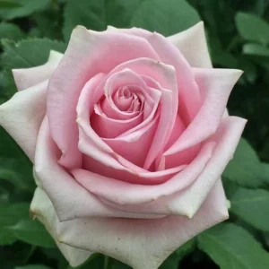 Nautica.webp Nautica Hybrid Tea Rose 5lt
