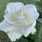North-West University Hybrid Tea Rose 5lt