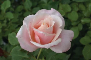 Oyster-Pearl.webp Oyster Pearl Hybrid Tea Rose 5lt