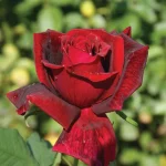 Papa MEILLAND Hybrid Tea Rose 5lt