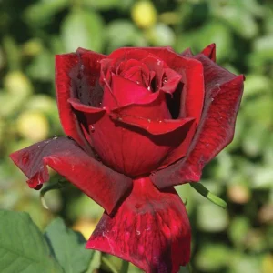 Papa-MEILLAND.webp Papa MEILLAND Hybrid Tea Rose 5lt