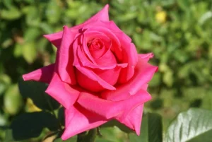 Patricia-Lewis.webp Patricia Lewis Hybrid Tea Rose 5lt