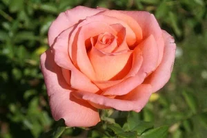 Pat’s Choice Hybrid Tea Rose 5lt