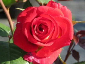 Peach Melba Hybrid Tea Rose 5lt