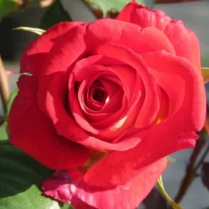 Peach-Melba.webp Peach Melba Hybrid Tea Rose 5lt