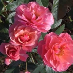 Peggy Gordon Hybrid Tea Rose 5lt