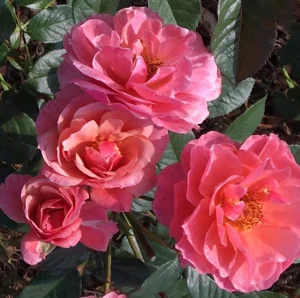Peggy Gordon Hybrid Tea Rose 5lt
