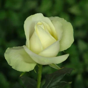 Penguin.webp Penguin Hybrid Tea Rose 5lt