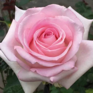Peoples-Princess.webp People’s Princess Hybrid Tea Rose 5lt
