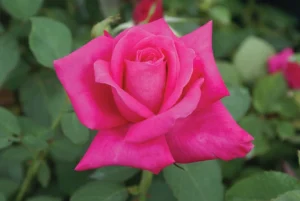 Peter-Frankenfeld.webp Peter Frankenfeld Hybrid Tea Rose 5lt