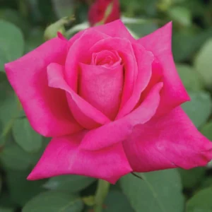 Peter-Frankenfeld.webp Peter Frankenfeld Hybrid Tea Rose 5lt