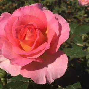 Pink-Paradise-DELfluros.webp Pink Paradise DELfluros Hybrid Tea Rose 5lt