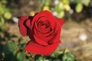 Pretoria-Boys-Centenary.webp Pretoria Boys Centenary Hybrid Tea Rose 5lt
