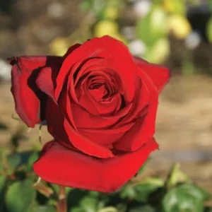 Pretoria-Boys-Centenary.webp Pretoria Boys Centenary Hybrid Tea Rose 5lt