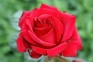 Pride of England Hybrid Tea Rose 5lt