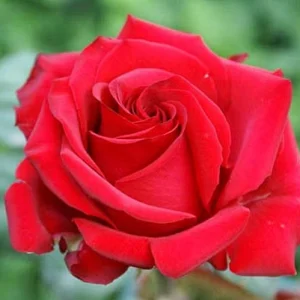 Pride-of-England.webp Pride of England Hybrid Tea Rose 5lt