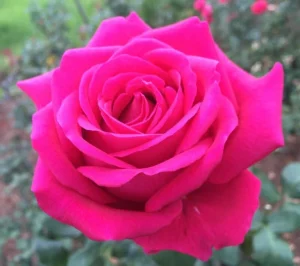 Pridwin Hybrid Tea Rose 5lt