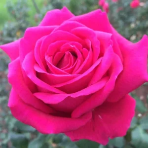 Pridwin.webp Pridwin Hybrid Tea Rose 5lt