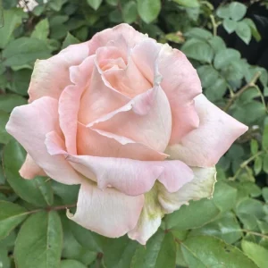 Prue-Johnson-KORsojopru-P.webp Prue Johnson Hybrid Tea Rose 5lt