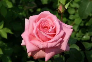 Rahles-Rose.webp Rahle’s Rose Hybrid Tea Rose 5lt
