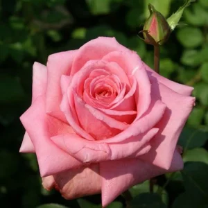 Rahles-Rose.webp Rahle’s Rose Hybrid Tea Rose 5lt