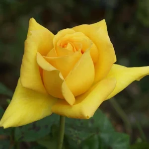 Randfontein Gold Hybrid Tea Rose 5lt