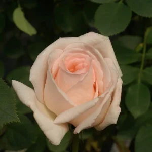 Rhona-Beck.webp Rhona Beck Hybrid Tea Rose 5lt
