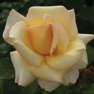 Rhona-Lya.webp Rhona Lya Hybrid Tea Rose 5lt