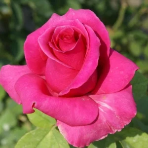 Rina-Hugo.webp Rina Hugo Hybrid Tea Rose 5lt