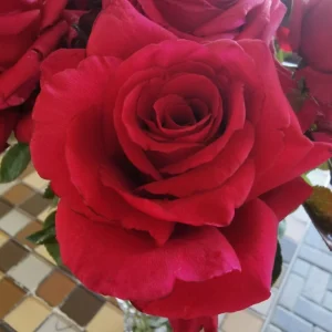 Rona-Volker-LUDrooirefraP.webp Rona Volker Hybrid Tea Rose 5lt