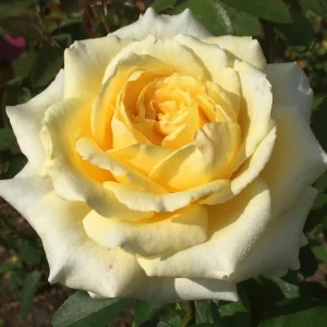 Rosanna-Jacobs.webp Rosanna Jacobs Hybrid Tea Rose 5lt