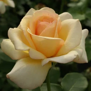 Ryk Neethling Hybrid Tea Rose 5lt