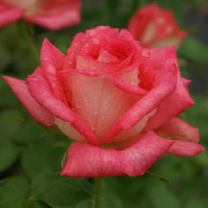 Sabine-Bosman.webp Sabine Bosman Hybrid Tea Rose 5lt