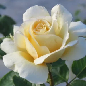 Sand-Castle.webp Sand Castle Hybrid Tea Rose 5lt