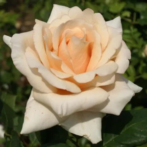 Satin-Beauty.webp Satin Beauty Hybrid Tea Rose 5lt