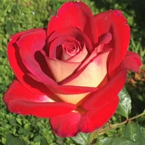 Savage-Jooste-Centenary.webp Savage Jooste Centenary Hybrid Tea Rose 5lt