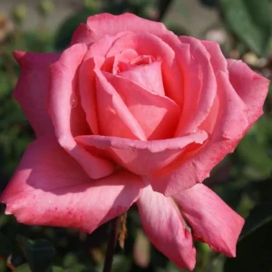 Shaleen-Sutie-Richards.webp Shaleen Sutie-Richards Hybrid Tea Rose 5lt