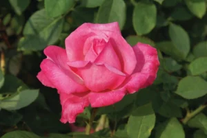 Simply Samantha Hybrid Tea Rose 5lt