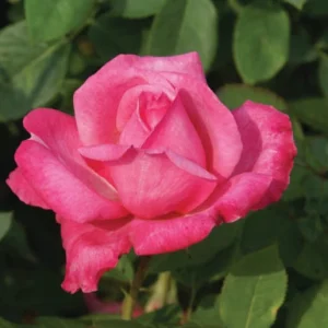 Simply-Samantha.webp Simply Samantha Hybrid Tea Rose 5lt
