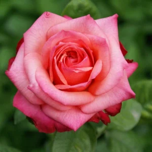 Smithfield-Rose.webp Smithfield Rose Hybrid Tea Rose 5lt