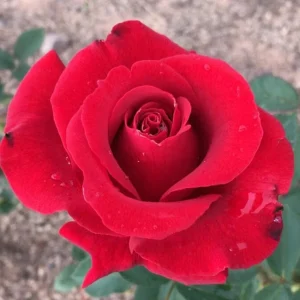 St.-Marys-School.webp St. Mary’s School Hybrid Tea Rose 5lt