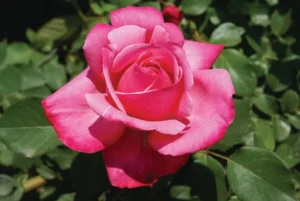 Stephanie-de-Monaco.webp Stephanie de Monaco Hybrid Tea Rose 5lt