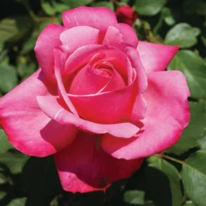 Stephanie-de-Monaco.webp Stephanie de Monaco Hybrid Tea Rose 5lt