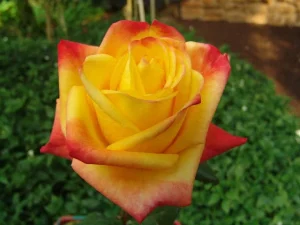Sun-City.webp Sun City Hybrid Tea Rose 5lt