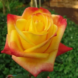 Sun-City.webp Sun City Hybrid Tea Rose 5lt