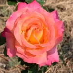 Sundowner Hybrid Tea Rose 5lt