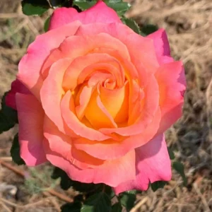 Sundowner-LUDcojubiP.webp Sundowner Hybrid Tea Rose 5lt